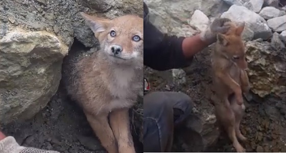 بالفيديو.. عامل ينقذ ذئبا بريا علق اسفل صخور منهاره