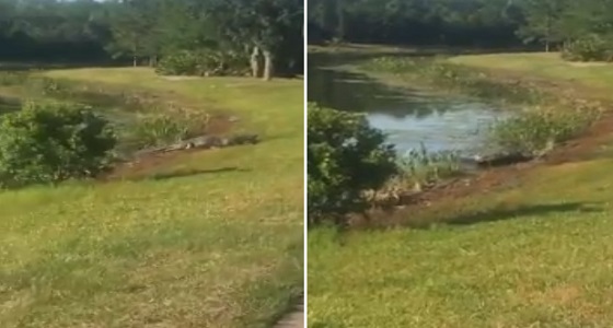 فيديو غريب لتمساح ضخم يأكل سلحفاة بملعب جولف