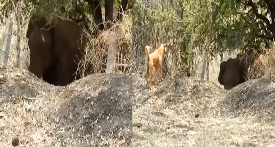 فيديو مثير لكلب يطارد فيلا حاول سرقة المحاصيل