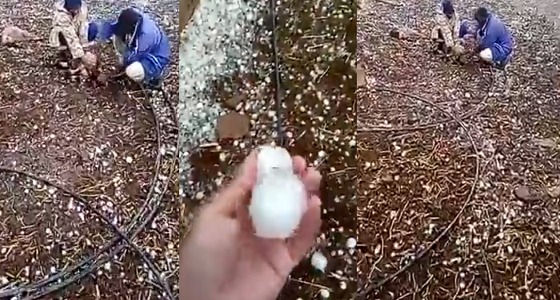 فيديو مؤلم  لـ &#8221; خروف &#8221;  ينزف بسبب الثلوج