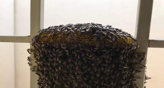 بالصور.. أسراب هائلة من النحل تهاجم منزلا في جدة