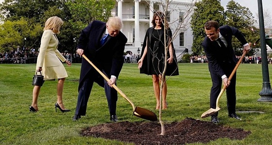 اختفاء شجرة ترامب وماكرون بعد أسبوع من زرعها