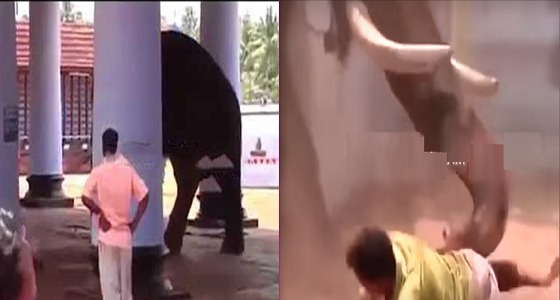 بالفيديو.. لحظة دهس فيل ضخم لرجل حتى الموت