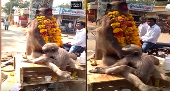 فيديو مؤثر لقرد يحتضن جثة والدته