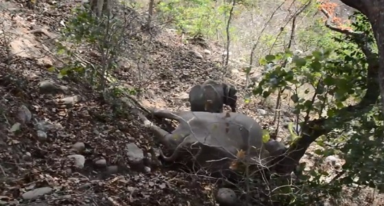 فيديو مؤثر لفيل صغير يرفض ترك جثة والدته ويحاول إيقاظها