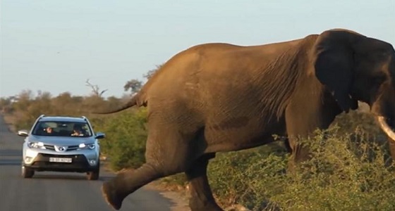بالفيديو.. فيل يقطع الطريق لممارسة الرياضة