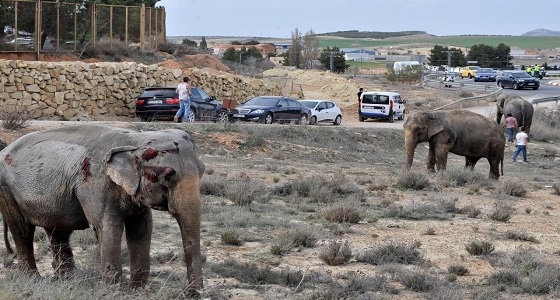 بالصور..إصابات مروعة لأفيال حاولت الهرب بطريق سريع