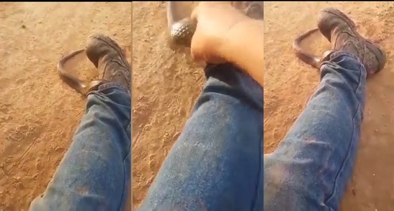 بالفيديو.. رجل يصور ثعبان سام وهو يلتف حول ساقه