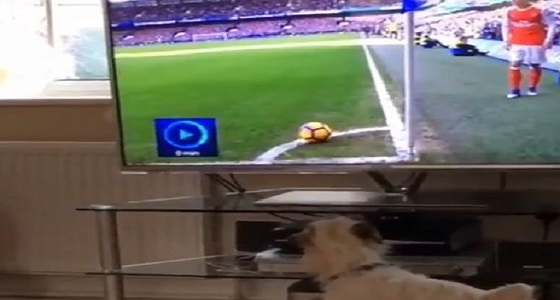 بالفيديو .. &#8221; أوزيل &#8221; يعتذر إلى كلب بسبب لقطة من مباراة