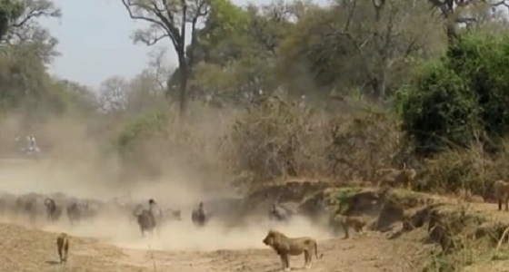 بالفيديو.. معركة شرسة بين قطيع جاموس و أسود في زامبيا