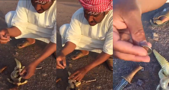 بالفيديو.. مواطن يعثر على نقود كويتية في بطن ” ضب “