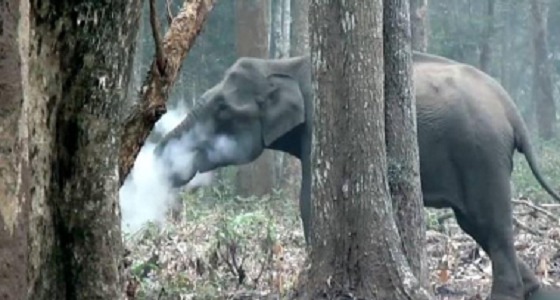 بالفيديو.. أول تفسير علمي لواقعة &#8221; الفيل المدخن &#8221; بالهند