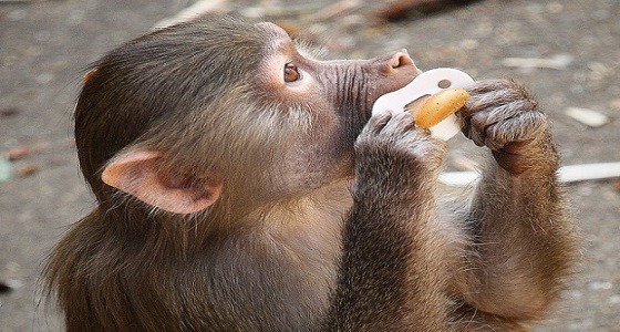 قرد يختطف طفل حديث الولادة من منزل والديه