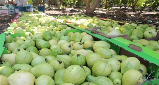 &#8221; الغذاء والدواء &#8221; ترفع الحظر على استيراد الجوافة المجمدة والمصنعة من مصر