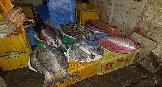 بالصور.. ضبط 750 كيلو أسماك فاسدة بسوق النكاسة في مكة