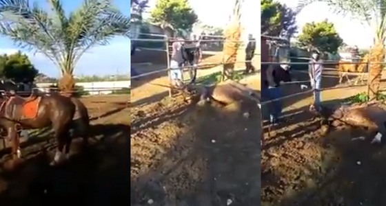 بالفيديو.. ضرب وحشي لحصان بعصا حديدية