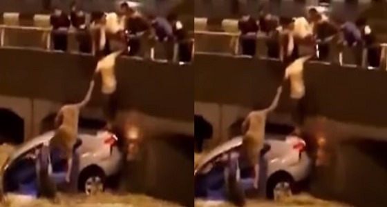 بالفيديو.. شباب مكة ينقذون رجل علق داخل سيارته في الأمطار