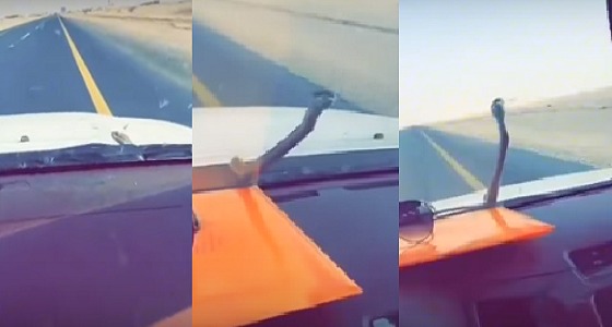 بالفيديو.. شباب مسافرون يفاجئون بـ ” ثعبان ” على زجاج السيارة
