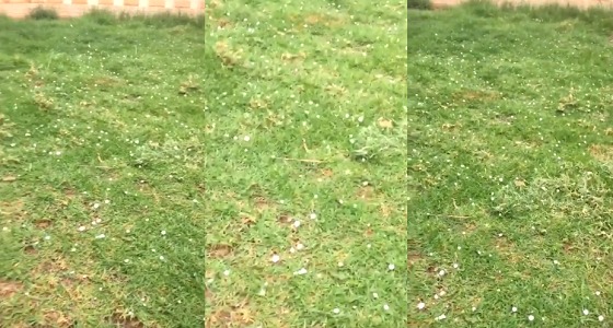 بالفيديو.. حبات البرد تنهمر على مسطحات خضراء بالرياض في مشهد ساحر