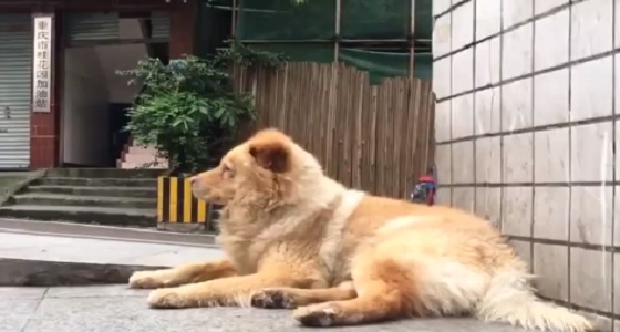 بالفيديو.. كلب مخلص ينتظر صاحبه 12 ساعة يوميا في محطة مترو