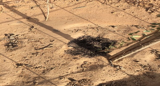 القصيم تشهد ثاني جريمة بيئية خلال أيام.. وحرق 150 شجرة بالأسيد