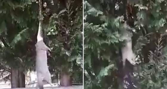 بالفيديو.. ثعبان يلتهم حيوان ضخم أعلى الشجرة