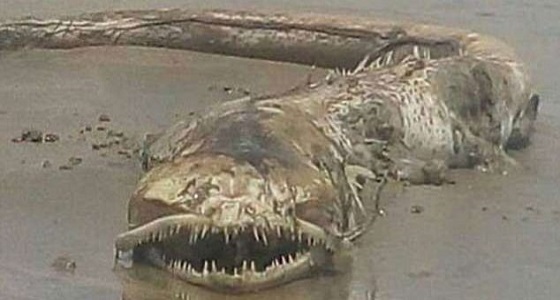 بالصور.. ظهور مخلوق بحري غريب على شواطئ المكسيك