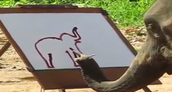 بالفيديو.. أنثى فيل ترسم صورة لنفسها بطريقة مذهلة
