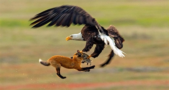 بالصور.. معركة شرسة بين نسر وثعلب على أرنب في الهواء