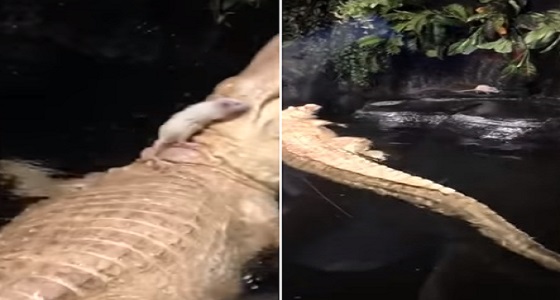 بالفيديو.. فأر يصيب تمساح عملاق بالجنون