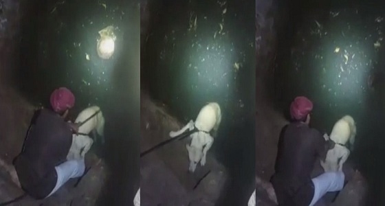 بالفيديو.. ” شاب ” يخاطر بحياته لإنقاذ كلب سقط في بئر