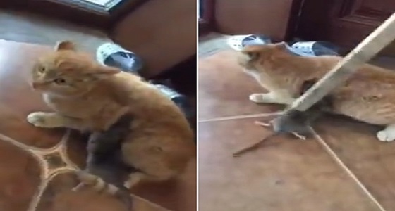 بالفيديو.. فأر يهاجم قطا ويعقره رافضا تركه