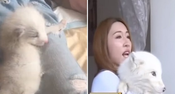 بالفيديو.. بعد مرور عام.. فتاة تكتشف أن كلبها الأليف ثعلبا