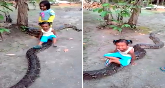 بالفيديو.. مروع لثعبان ضخم يأخذ طفلتين في جولة على ظهره