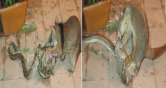 بالصور.. أنثى فأر تهاجم ثعبان بشراسة لحماية صغارها من الموت