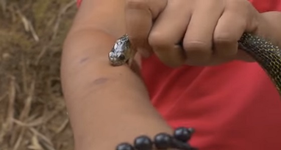 بالفيديو.. رجل يدع الكوبرا تلدغه كل أسبوع لسبب غريب