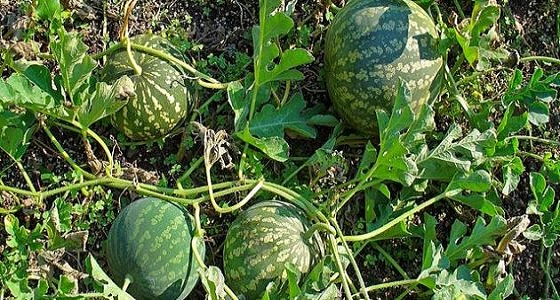 ” الخضيري ” يوضح حقيقة فوائد مسحوق الحنظل