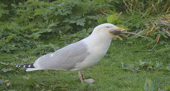 بالصور.. لحظة ابتلاع نورس لفأر ضخم