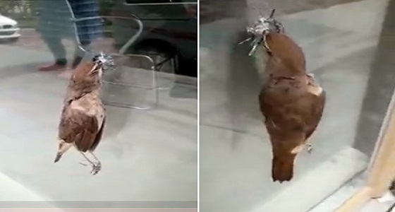 فيديو مؤثر لعصفور اخترق منقاره لوحا زجاجيا