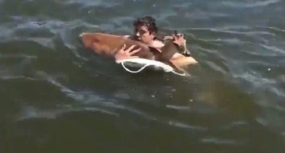 بالفيديو.. رجل ينقذ غزالة من الغرق في بحيرة