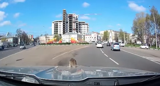 بالفيديو.. رد فعل صادم لسائق تجول فأر على مقدمة سيارته