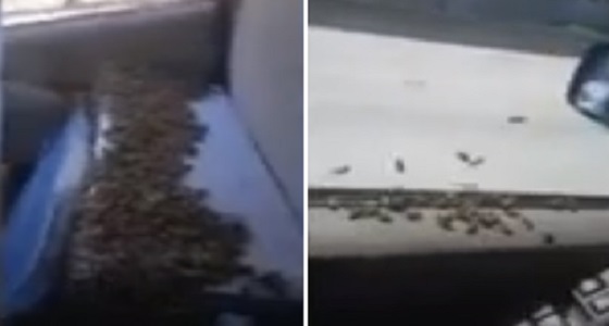 بالفيديو.. رجل يسافر وبسيارته آلاف من النحل دون لسعه واحدة