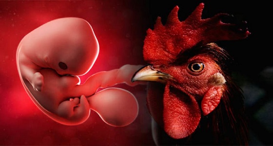 علماء يبتكرون هجينا غريبا نصفه إنسان والآخر دجاجة