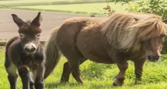 بالفيديو.. أنثى حصان تلد حمارا صغيرا في نفس حجمها