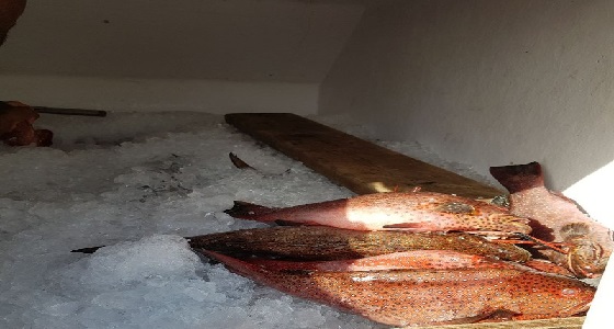 مصادرة عدد من أسماك الطري بالليث