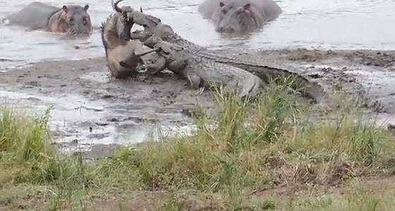بالفيديو.. أفراس النهر تنقذ حيوانا بريا من تمساحين