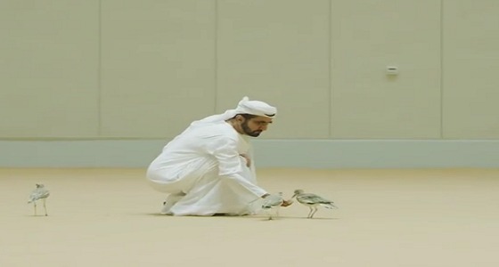 بالفيديو.. محمد بن راشد يطعم طيور الحبارى