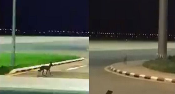 بالفيديو.. ذئب يتجول في مطار بيشة.. والإدارة تعلق