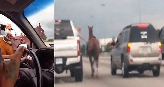 بالفيديو.. سيدة شجاعة توقف حصان هارب على الطريق السريع من داخل السيارة