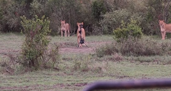 بالفيديو.. أسود فضولية تسرق كاميرا تصوير من طاقم عمل فيلم وثائقي